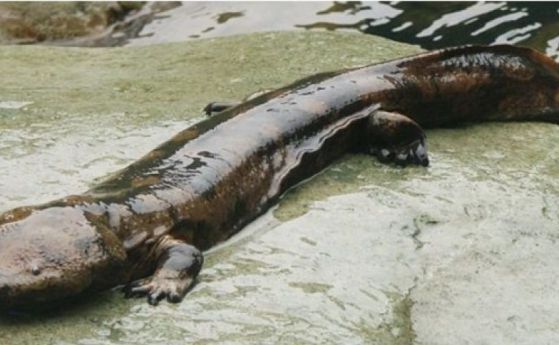 Гигантските саламандри - "живи фосили" са на ръба на изчезването (видео)