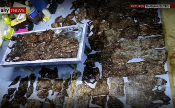 В стомаха на кит намериха 8 кг пластмаса (видео)