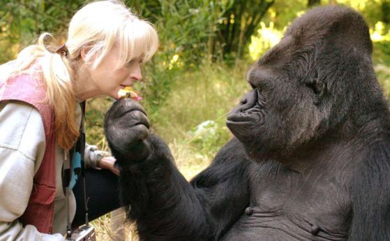 Почина Коко, най-умната маймуна в света (видео)
