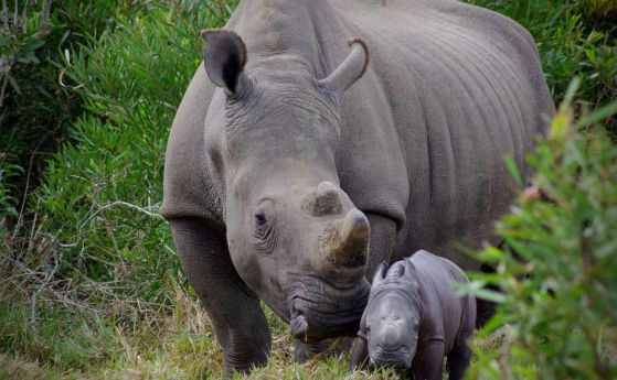 Бял носорог е убит само заради 1 см рог
