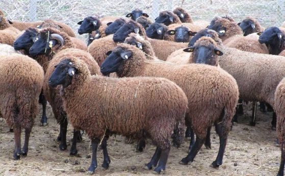 Нови факти относно унищожаването на стадата в Странджа и нови въпроси