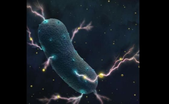 Странно откритие: Човешките чревни бактерии произвеждат електричество
