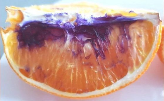 Разкриха загадката на портокала, който промени цвета си в пурпурно