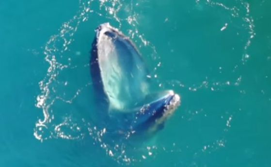Нова хитра тактика за лов се разпространява сред китовете (видео)