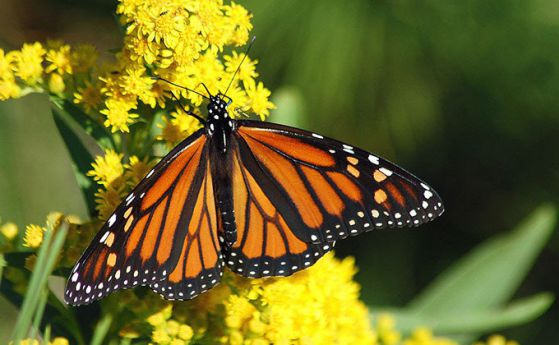 97% спад в популацията на пеперудите монарх показва, че са на ръба на изчезването си (видео)