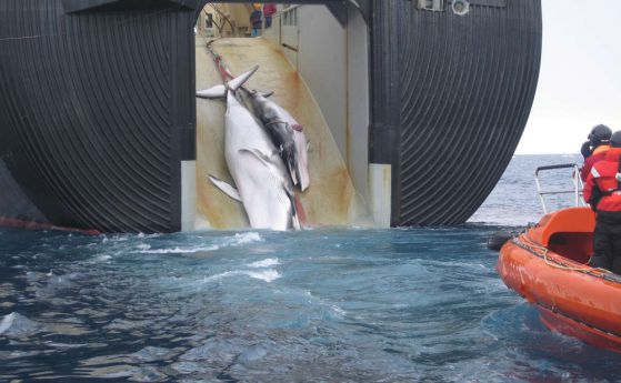 Япония обяви, че ще възобнови търговския китолов