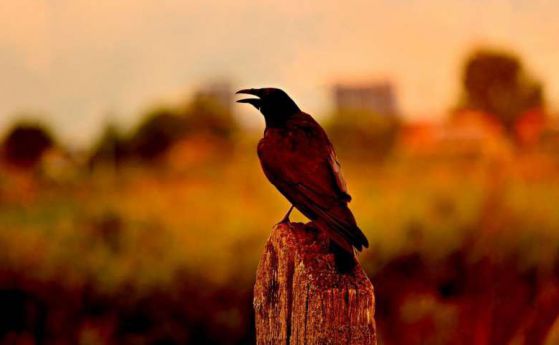 Новокаледонските врани могат да определят теглото на обекта "на око" (видео)