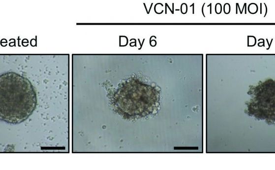 Генетично модифициран вирус убива тумори при мишки с ретинобластом