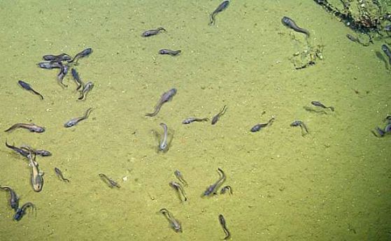 Открити са риби, процъфтяващи във води, смятани за смъртоносни (видео)