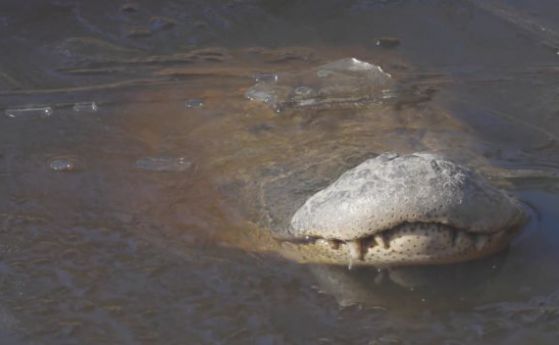 Алигатори замръзнаха в леда, но са живи (видео)