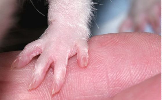 Успяха да регенерират част от ампутиран пръст на мишка