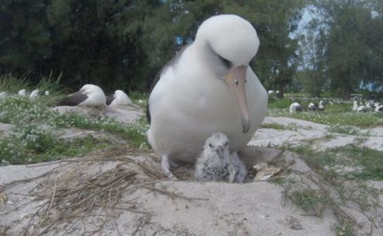 Най-старата птица стана майка