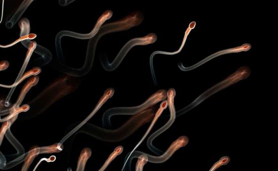 Поколението на по-възрастни сперматозоиди се оказва по-издръжливо