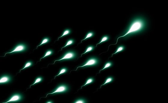 Женската полова система сама отсява бавните сперматозоиди (видео)
