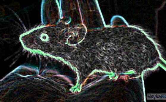 Експеримент: Мишки получават инфрачервено зрение. Скоро и хората (видео)