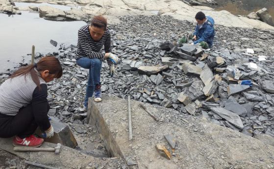 Открита е съкровищница от 4351 фосила в Китай. Повече от половината са невиждани досега