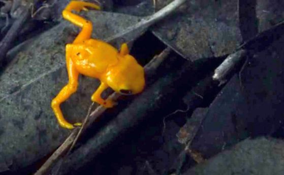 Открити са жаби със светещ скелет