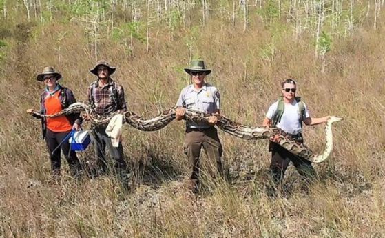 Открит е женски питон с рекордни размери във Флорида