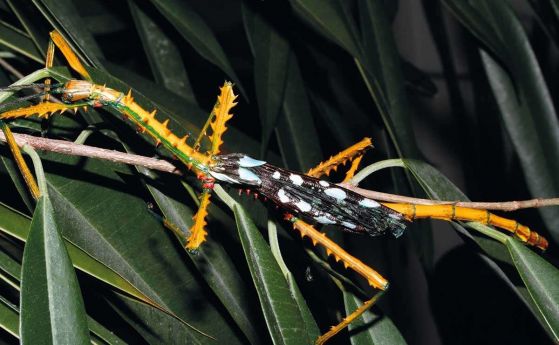 Два вида цветни насекоми - пръчици са открити в Мадагаскар