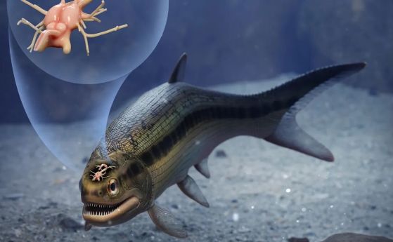Открит е най-стария мозък в риба на възраст 319 милиона години
