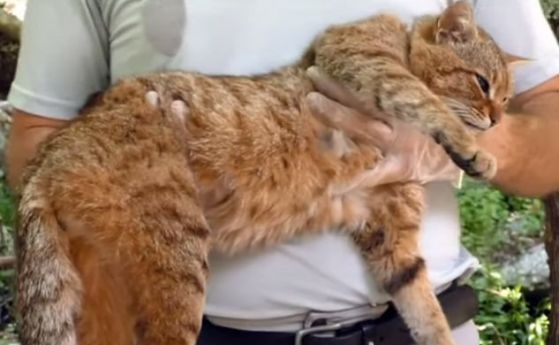 Нов вид лисо-котка с широки уши и къси мустаци е идентифициран в Корсика (видео)