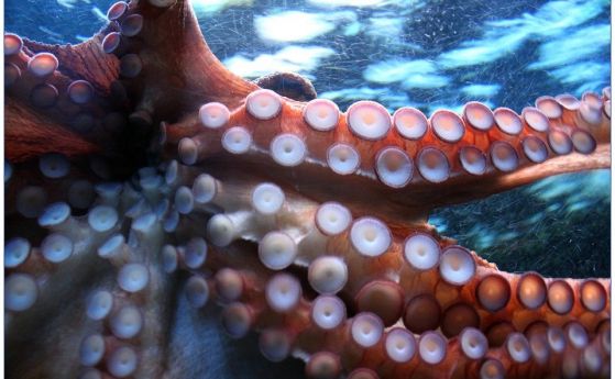Могат ли пипалата на октопода да вземат решения независимо от мозъка? (видео)