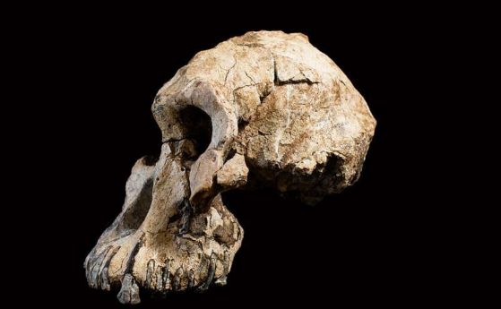Намерен е череп на един от най-древните ни предци