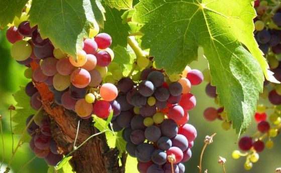 Учени описаха генома на гроздовите сортове Шардоне и Каберне Совиньон