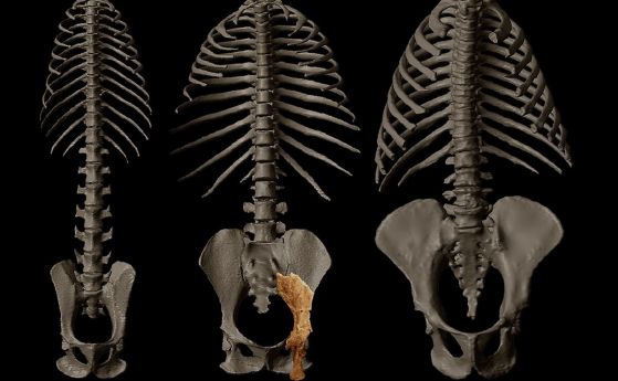 Фосили на 10 млн години, намерени в Унгария, променят възгледите за човешката еволюция (видео)