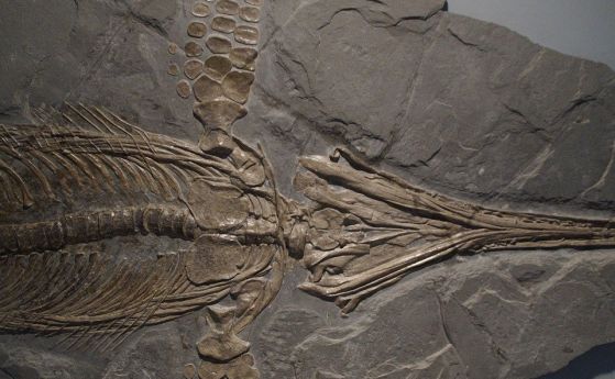 Религиозно семейство крие фосил на ихтиозавър повече от 150 години