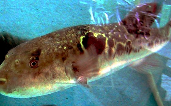 Смъртоносната отрова на рибата фугу се оказа защита срещу стрес (видео)