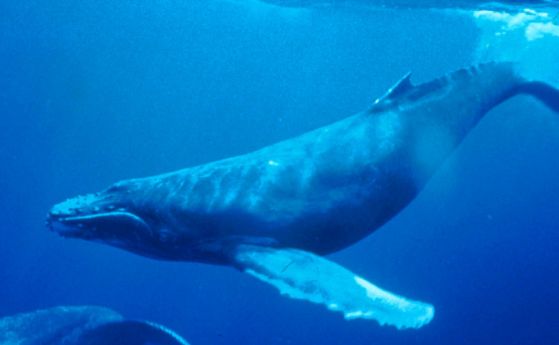 Един кит струва колкото хиляди дървета в борбата с промените на климата