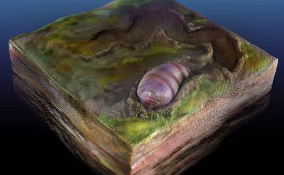 Този фосил на древен червей може да е предшественикът на всички животни