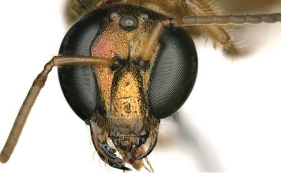 Учени откриха пчела, която е наполовина мъжка и наполовина женска