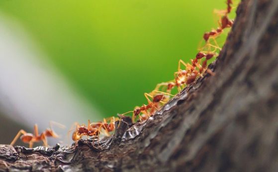 Мравките се учат от грешките си, за да избягват капани и врагове