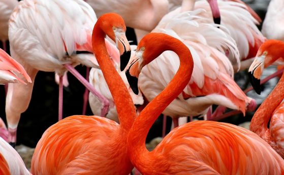 Фламингото формира здрави приятелства