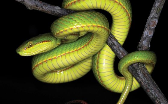 Харизматичен нов вид змия е кръстена на магьосник от поредицата за Хари Потър