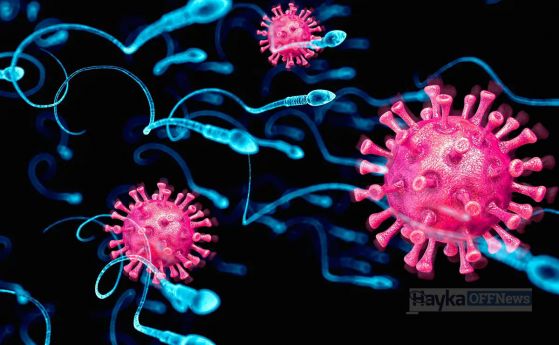 Коронавирус е открит в проби от сперма. Защо това не е изненадващо
