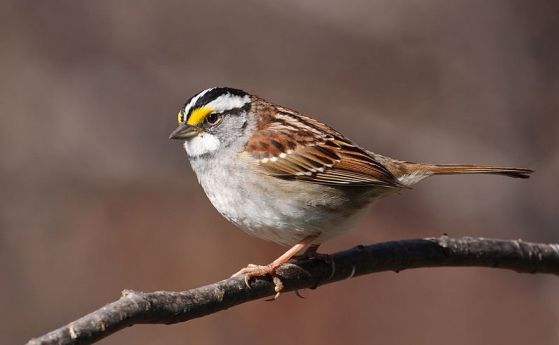 Вариация на птича песен се разпространява из Северна Америка изненадващо бързо (видео)