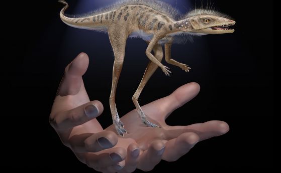 Откриха изненадващо малък предшественик на динозаврите в Мадагаскар