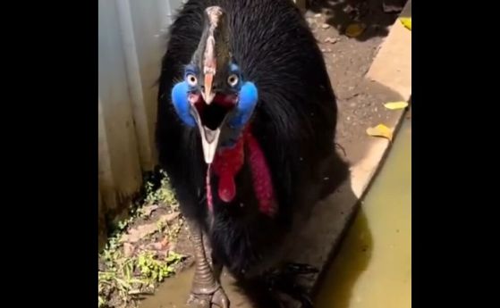Казуарът - най-опасната птица на Земята (снимки, видео)