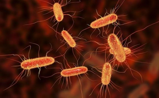Някои бактерии надават "писъци" преди да умрат, за да предпазят събратята си