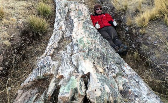Гигантски фосил на дърво в Перу разкрива неочаквани тайни за далечното минало на региона