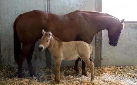 Конят на Пржевалски е клониран успешно в САЩ (видео)