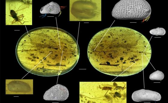 Най-древният образец на животинска сперма е открит в кехлибар на 100 млн години