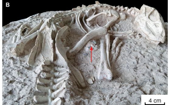 Нов вид динозаври, "заспали за вечността" са били погребани живи