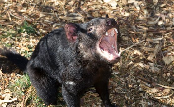 Тасманийският дявол "емигрира" от Тасмания