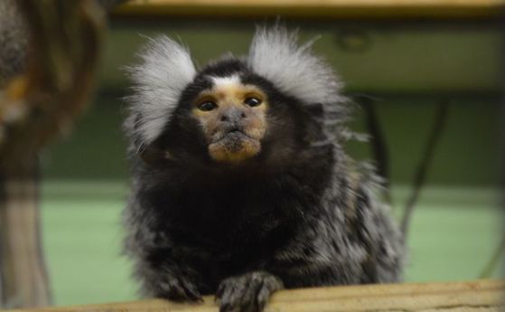Маймуните, подобно на хората, могат сами да се „опитомят“ (видео)