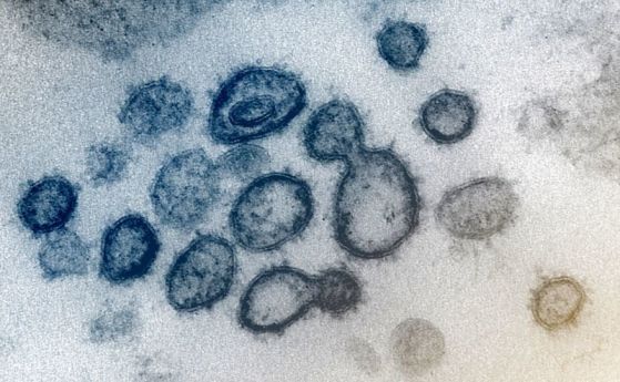 Асимптоматичните случаи на коронавирус губят антителата си по-рано