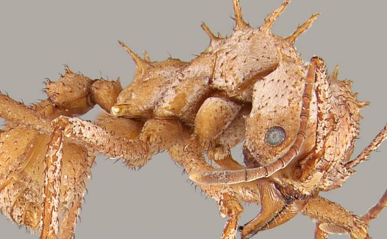 Естествена минерална броня прави вид мравки непобедими за по-големи съперници